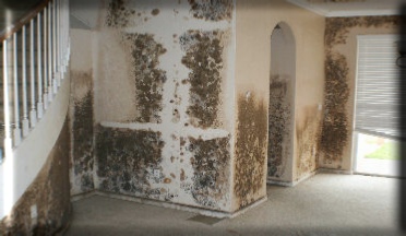 Mold cleaners near me